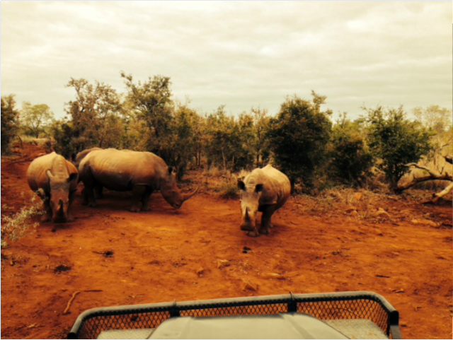 As Wild As September 2015 Charity Fund Raiser Goes to Plan!