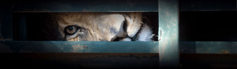 bloodlions